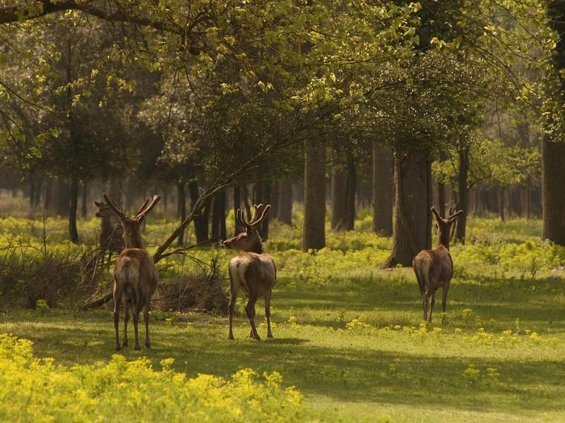 Il Dosso Agriturismo Codigoro Kültér fotó