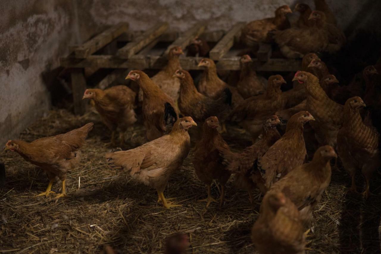 Il Dosso Agriturismo Codigoro Kültér fotó