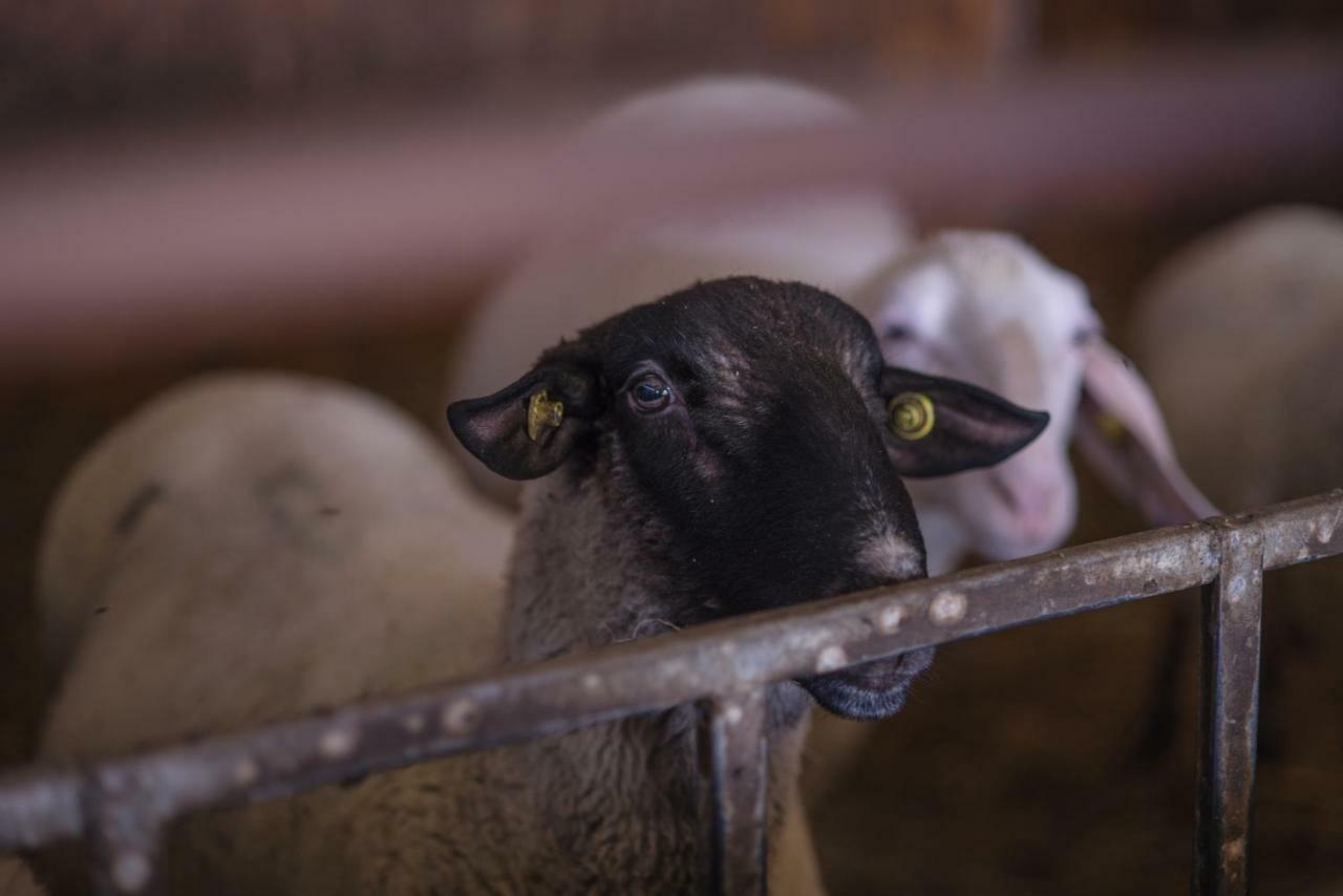 Il Dosso Agriturismo Codigoro Kültér fotó